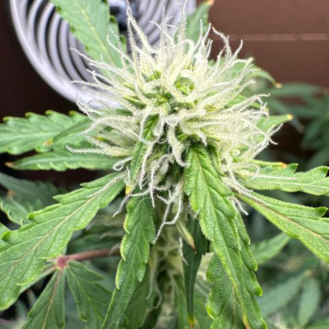 Blue hydro #2 growlog timeline photo