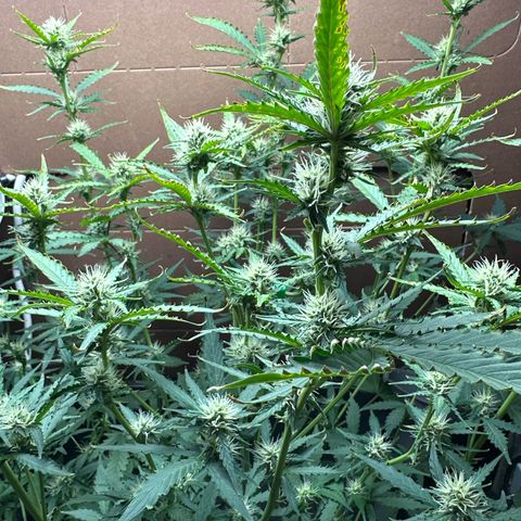 Blue hydro #1 growlog timeline photo