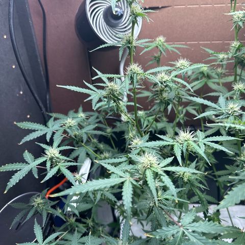 Blue hydro #2 growlog timeline photo