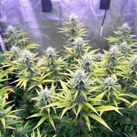 GG#4 growlog timeline photo
