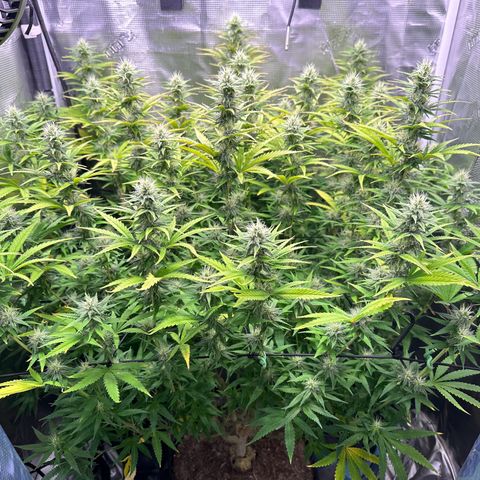 GG#4 growlog timeline photo