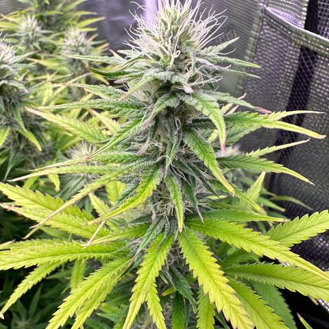 GG#4 growlog timeline photo