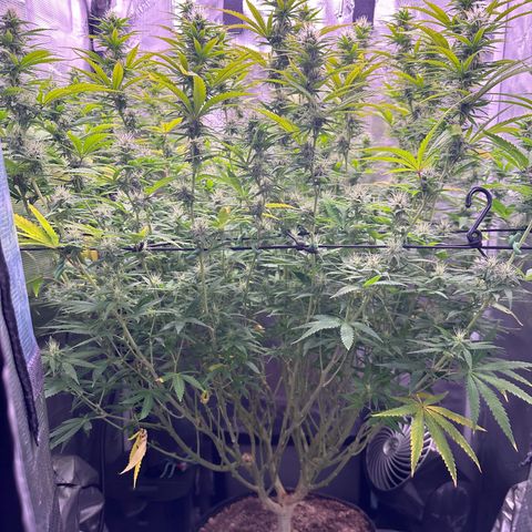 GG#4 growlog timeline photo