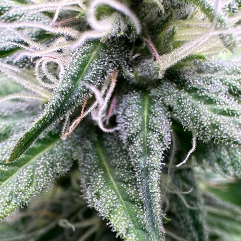 GG#4 growlog timeline photo