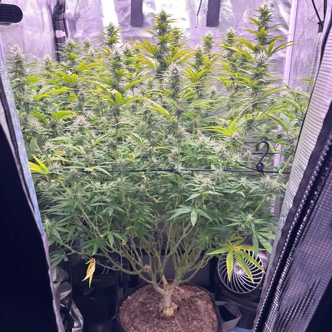 GG#4 growlog timeline photo