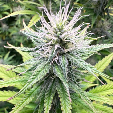 GG#4 growlog timeline photo