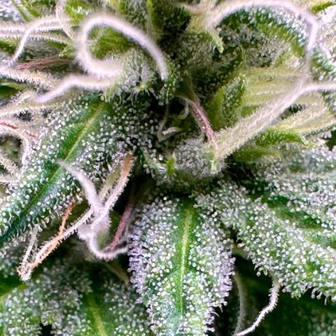 GG#4 growlog timeline photo