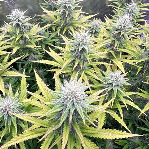GG#4 growlog timeline photo