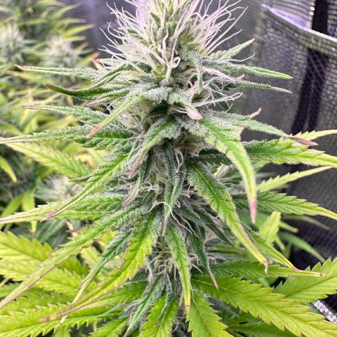 GG#4 growlog timeline photo