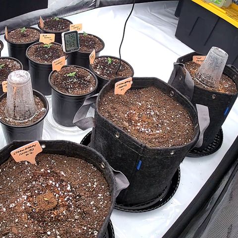 ChemDog  #2 growlog timeline photo