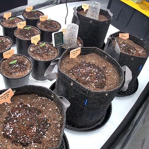 ChemDog  #2 growlog timeline photo