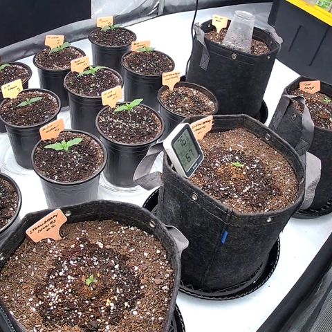 ChemDog  #2 growlog timeline photo