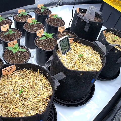 ChemDog  #2 growlog timeline photo