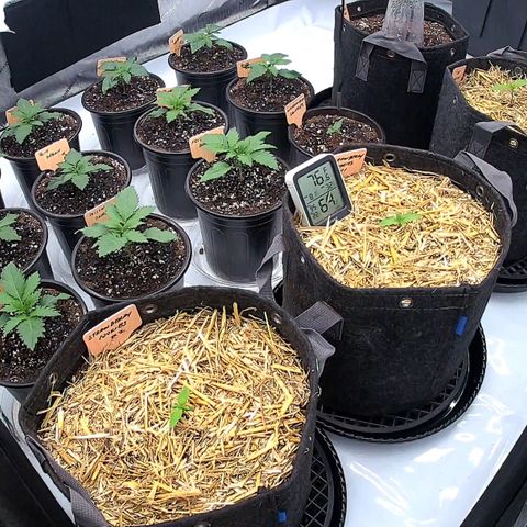 ChemDog  #2 growlog timeline photo