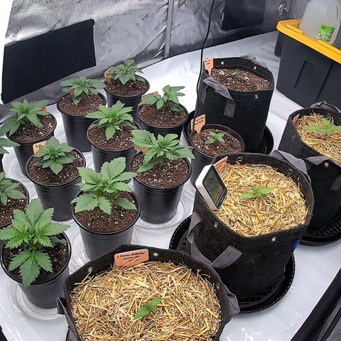 ChemDog  #2 growlog timeline photo