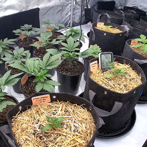 ChemDog  #2 growlog timeline photo