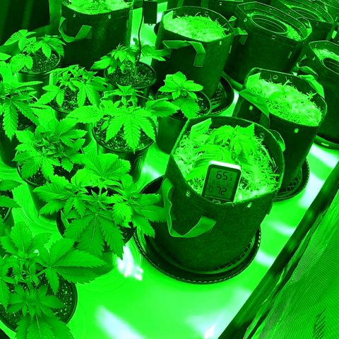 ChemDog  #2 growlog timeline photo