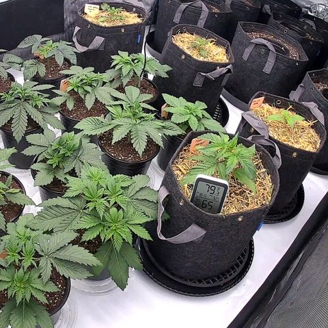 ChemDog  #2 growlog timeline photo