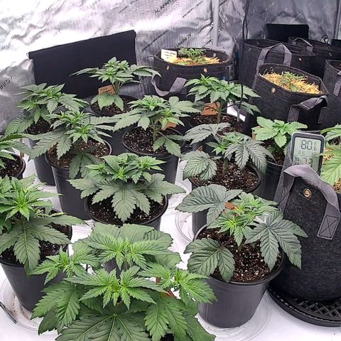 ChemDog  #2 growlog timeline photo