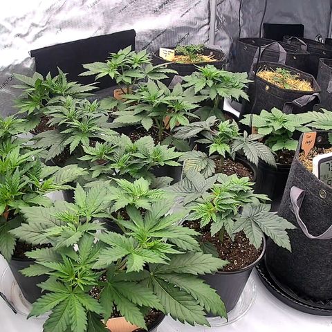 ChemDog  #2 growlog timeline photo
