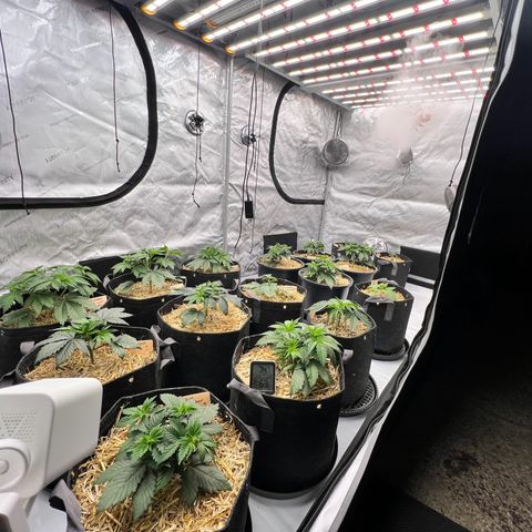 ChemDog  #2 growlog timeline photo