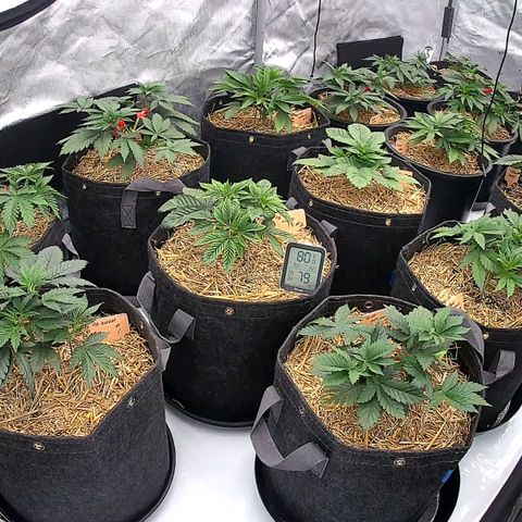 ChemDog  #2 growlog timeline photo