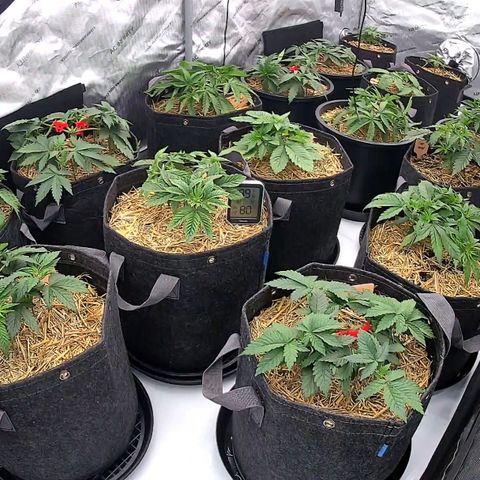 ChemDog  #2 growlog timeline photo