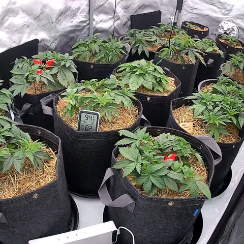 ChemDog  #2 growlog timeline photo