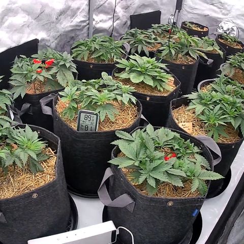ChemDog  #2 growlog timeline photo