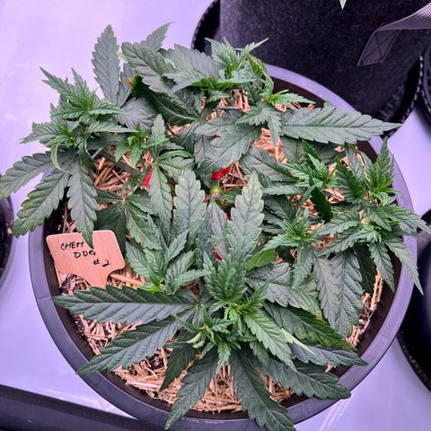 ChemDog  #2 growlog timeline photo