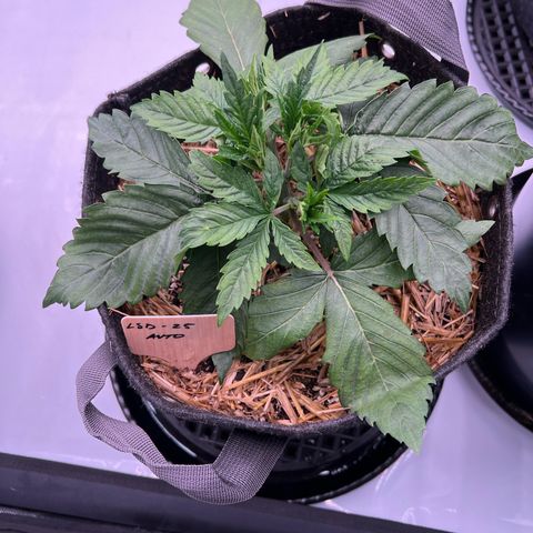 ChemDog  #2 growlog timeline photo
