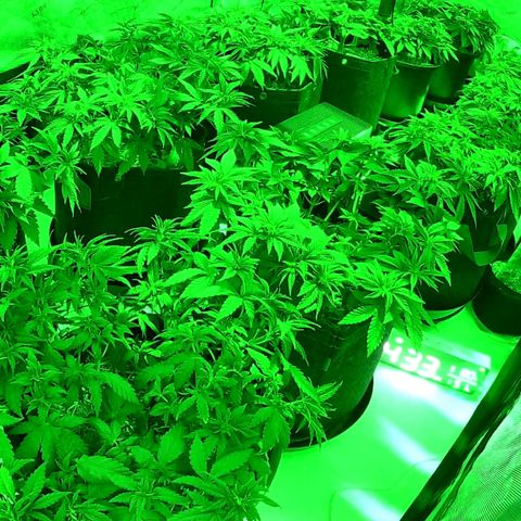 ChemDog  #2 growlog timeline photo