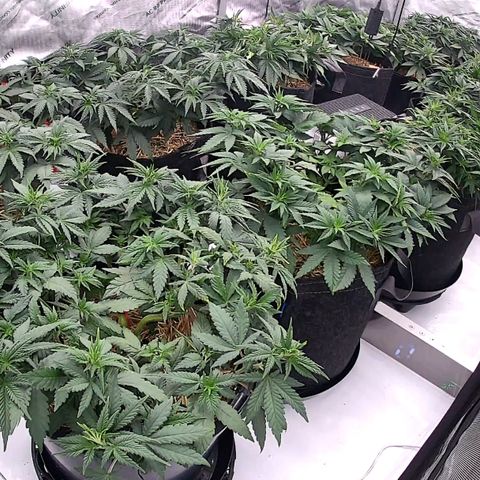 ChemDog  #2 growlog timeline photo