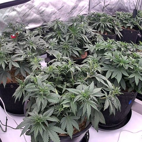 ChemDog  #2 growlog timeline photo