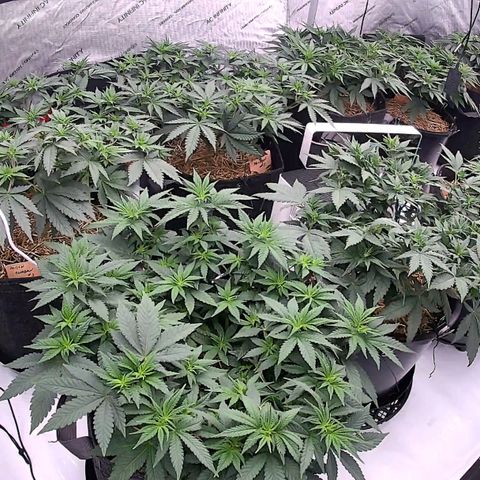 ChemDog  #2 growlog timeline photo