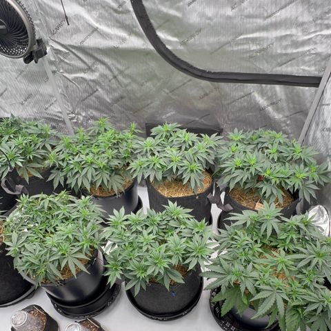 ChemDog  #2 growlog timeline photo