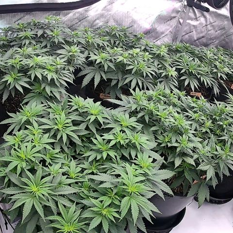 ChemDog  #2 growlog photo: Notice a nutrient burn(nitrogen toxicity). I had to flush the ppm’s from 3,000+ to 500-700ppms