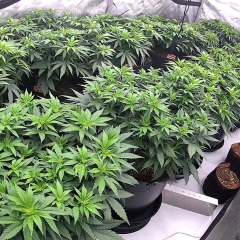 ChemDog  #2 growlog timeline photo