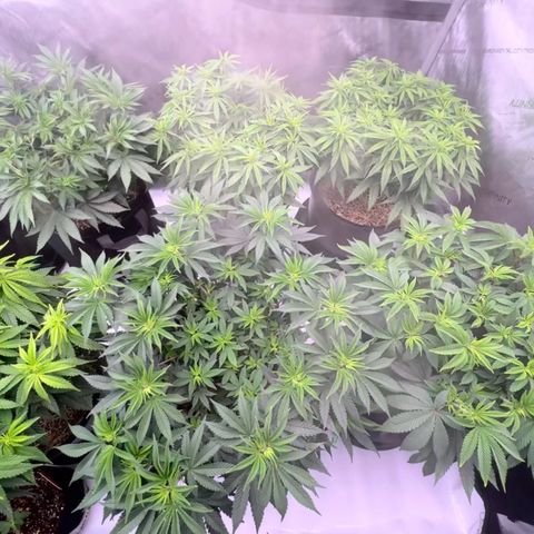 ChemDog  #2 growlog timeline photo