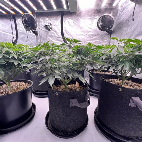 ChemDog  #2 growlog timeline photo