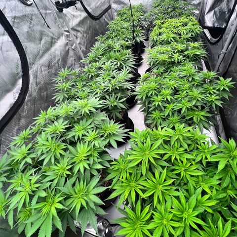ChemDog  #2 growlog timeline photo