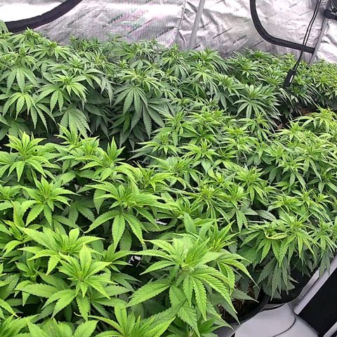 ChemDog  #2 growlog timeline photo
