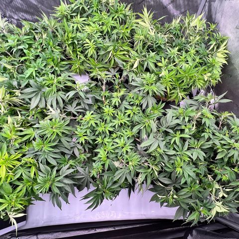 ChemDog  #2 growlog timeline photo