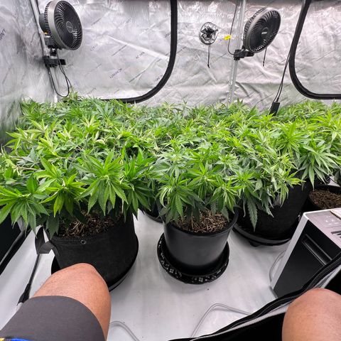 ChemDog  #2 growlog timeline photo