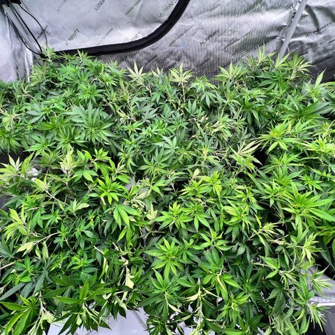 ChemDog  #2 growlog timeline photo