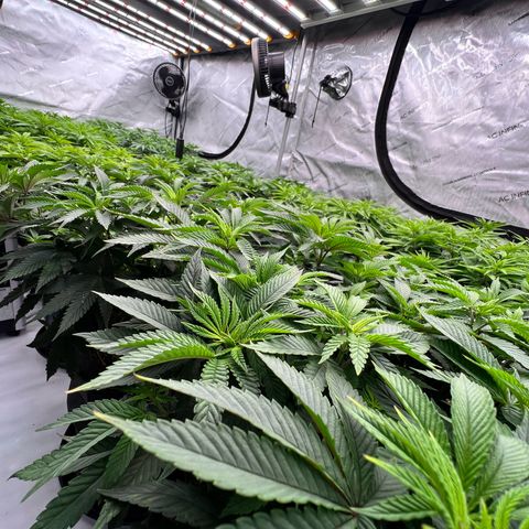 ChemDog  #2 growlog timeline photo