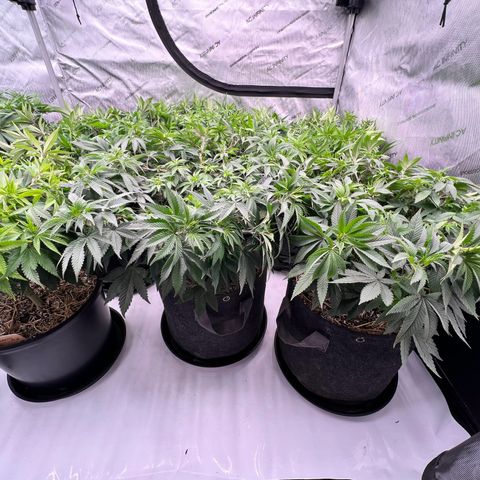 ChemDog  #2 growlog timeline photo