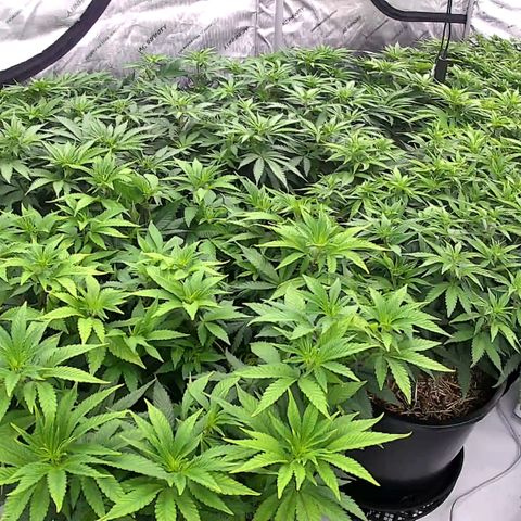 ChemDog  #2 growlog timeline photo