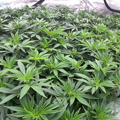 ChemDog  #2 growlog timeline photo