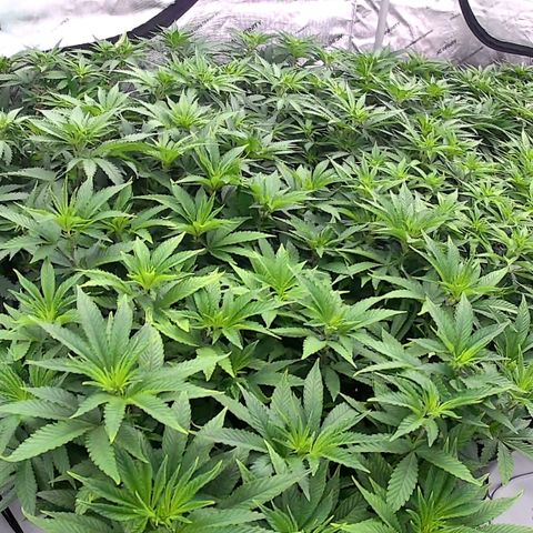 ChemDog  #2 growlog timeline photo